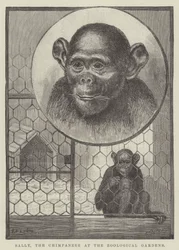 Sally, le chimpanzé au jardin zoologique